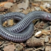 Anatolian worm lizard - Blanus strauchi | Fotografijos autorius : Gintautas Steiblys | © Macronature.eu | Macro photography web site