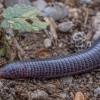 Cilician worm lizard - Blanus aporus | Fotografijos autorius : Žilvinas Pūtys | © Macronature.eu | Macro photography web site