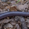 Cilician worm lizard - Blanus aporus | Fotografijos autorius : Žilvinas Pūtys | © Macronature.eu | Macro photography web site