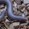 Cilician worm lizard - Blanus aporus | Fotografijos autorius : Žilvinas Pūtys | © Macronature.eu | Macro photography web site