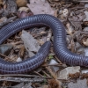 Anatolian worm lizard - Blanus strauchi | Fotografijos autorius : Žilvinas Pūtys | © Macronature.eu | Macro photography web site