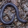 Anatolian worm lizard - Blanus strauchi | Fotografijos autorius : Žilvinas Pūtys | © Macronature.eu | Macro photography web site