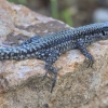 Andalusian wall lizard - Podarcis vaucheri | Fotografijos autorius : Gintautas Steiblys | © Macronature.eu | Macro photography web site