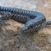 Andalusian wall lizard - Podarcis vaucheri | Fotografijos autorius : Gintautas Steiblys | © Macronature.eu | Macro photography web site