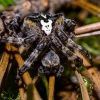 Gūbriuotasis kryžiuotis - Araneus angulatus | Fotografijos autorius : Oskaras Venckus | © Macronature.eu | Macro photography web site
