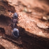 Ant - Dolichoderus quadripunctatus | Fotografijos autorius : Mindaugas Leliunga | © Macronature.eu | Macro photography web site