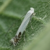 Apple Leafminer - Lyonetia clerkella | Fotografijos autorius : Vidas Brazauskas | © Macronature.eu | Macro photography web site