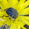 Gauruotasis auksavabalis | Tropinota hirta | Fotografijos autorius : Darius Baužys | © Macronature.eu | Macro photography web site