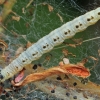 Apple ermine - Yponomeuta malinellus, caterpillar | Fotografijos autorius : Gintautas Steiblys | © Macronature.eu | Macro photography web site