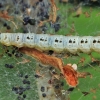 Apple ermine - Yponomeuta malinellus, caterpillar | Fotografijos autorius : Gintautas Steiblys | © Macronature.eu | Macro photography web site