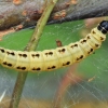 Apple ermine - Yponomeuta malinellus, caterpillar | Fotografijos autorius : Gintautas Steiblys | © Macronature.eu | Macro photography web site