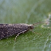 Apsiuva - Cyrnus trimaculatus ♂ | Fotografijos autorius : Žilvinas Pūtys | © Macrogamta.lt | Šis tinklapis priklauso bendruomenei kuri domisi makro fotografija ir fotografuoja gyvąjį makro pasaulį.