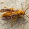 Arabian paper wasp - Polistes wattii | Fotografijos autorius : Žilvinas Pūtys | © Macronature.eu | Macro photography web site