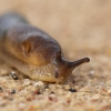 Arionas? ar šiaip šliužas? :) | Fotografijos autorius : Agnė Našlėnienė | © Macrogamta.lt | Šis tinklapis priklauso bendruomenei kuri domisi makro fotografija ir fotografuoja gyvąjį makro pasaulį.