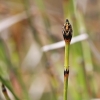 Margasis asiūklis - Equisetum variegatum | Fotografijos autorius : Gintautas Steiblys | © Macrogamta.lt | Šis tinklapis priklauso bendruomenei kuri domisi makro fotografija ir fotografuoja gyvąjį makro pasaulį.