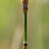 Margasis asiūklis - Equisetum variegatum | Fotografijos autorius : Gintautas Steiblys | © Macrogamta.lt | Šis tinklapis priklauso bendruomenei kuri domisi makro fotografija ir fotografuoja gyvąjį makro pasaulį.