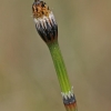 Margasis asiūklis - Equisetum variegatum | Fotografijos autorius : Gintautas Steiblys | © Macrogamta.lt | Šis tinklapis priklauso bendruomenei kuri domisi makro fotografija ir fotografuoja gyvąjį makro pasaulį.