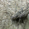 Aspen Zebra beetle - Xylotrechus rusticus | Fotografijos autorius : Agnė Našlėnienė | © Macronature.eu | Macro photography web site
