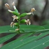 Atsilošusioji alpinija - Alpinia calcarata | Fotografijos autorius : Nomeda Vėlavičienė | © Macrogamta.lt | Šis tinklapis priklauso bendruomenei kuri domisi makro fotografija ir fotografuoja gyvąjį makro pasaulį.
