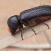 Auger Beetle - Phonapate nitidipennis | Fotografijos autorius : Gintautas Steiblys | © Macronature.eu | Macro photography web site