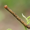 Auksasprindis - Agriopis aurantiaria, vikšras | Fotografijos autorius : Gintautas Steiblys | © Macrogamta.lt | Šis tinklapis priklauso bendruomenei kuri domisi makro fotografija ir fotografuoja gyvąjį makro pasaulį.