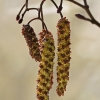 Baltalksnis - Alnus incana, vyriški žirginiai | Fotografijos autorius : Gintautas Steiblys | © Macrogamta.lt | Šis tinklapis priklauso bendruomenei kuri domisi makro fotografija ir fotografuoja gyvąjį makro pasaulį.