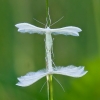 Baltasis pirštasparnis - Pterophorus pentadactyla | Fotografijos autorius : Rasa Gražulevičiūtė | © Macrogamta.lt | Šis tinklapis priklauso bendruomenei kuri domisi makro fotografija ir fotografuoja gyvąjį makro pasaulį.