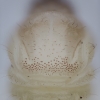 Barštinis stiebalindis - Phytoecia cylindrica, lerva | Fotografijos autorius : Žilvinas Pūtys | © Macrogamta.lt | Šis tinklapis priklauso bendruomenei kuri domisi makro fotografija ir fotografuoja gyvąjį makro pasaulį.