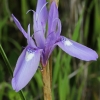 Vilkdalgis - Moraea sisyrinchium | Fotografijos autorius : Gintautas Steiblys | © Macrogamta.lt | Šis tinklapis priklauso bendruomenei kuri domisi makro fotografija ir fotografuoja gyvąjį makro pasaulį.