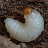 Baris - Baris nesapia, lerva | Fotografijos autorius : Žilvinas Pūtys | © Macrogamta.lt | Šis tinklapis priklauso bendruomenei kuri domisi makro fotografija ir fotografuoja gyvąjį makro pasaulį.