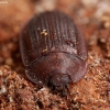 Bark-gnawing beetle - Peltis ferruginea | Fotografijos autorius : Žilvinas Pūtys | © Macronature.eu | Macro photography web site