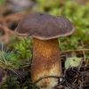 Bay Bolete - Imleria badia | Fotografijos autorius : Žilvinas Pūtys | © Macronature.eu | Macro photography web site