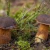 Bay Bolete - Imleria badia | Fotografijos autorius : Žilvinas Pūtys | © Macronature.eu | Macro photography web site