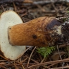 Bay Bolete - Imleria badia | Fotografijos autorius : Žilvinas Pūtys | © Macronature.eu | Macro photography web site