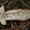 Bay Bolete - Imleria badia | Fotografijos autorius : Žilvinas Pūtys | © Macronature.eu | Macro photography web site