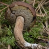 Bay Bolete - Imleria badia | Fotografijos autorius : Žilvinas Pūtys | © Macronature.eu | Macro photography web site