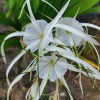 Pajūrinis voržiedis - Hymenocallis littoralis | Fotografijos autorius : Nomeda Vėlavičienė | © Macrogamta.lt | Šis tinklapis priklauso bendruomenei kuri domisi makro fotografija ir fotografuoja gyvąjį makro pasaulį.