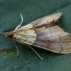 Beautiful Pearl - Agrotera nemoralis | Fotografijos autorius : Žilvinas Pūtys | © Macronature.eu | Macro photography web site