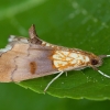 Beautiful Pearl - Agrotera nemoralis | Fotografijos autorius : Žilvinas Pūtys | © Macronature.eu | Macro photography web site