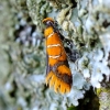 Beautiful Silver-mark - Bisigna procerella | Fotografijos autorius : Romas Ferenca | © Macronature.eu | Macro photography web site