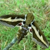 Bedstraw hawk-moth - Hyles galii | Fotografijos autorius : Linas Mockus | © Macronature.eu | Macro photography web site