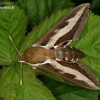 Bedstraw hawk-moth - Hyles galii | Fotografijos autorius : Rimantas Stankūnas | © Macronature.eu | Macro photography web site