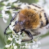 Bee beetle - Trichius fasciatus | Fotografijos autorius : Kazimieras Martinaitis | © Macronature.eu | Macro photography web site