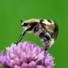 Bee beetle | Fotografijos autorius : Irenėjas Urbonavičius | © Macronature.eu | Macro photography web site
