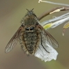 Bee fly - Conophorus glaucescens ?? | Fotografijos autorius : Gintautas Steiblys | © Macronature.eu | Macro photography web site