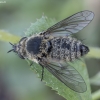 Bee fly - Conophorus glaucescens ♀ | Fotografijos autorius : Žilvinas Pūtys | © Macronature.eu | Macro photography web site