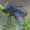 Bee fly - Conophorus glaucescens ♂ | Fotografijos autorius : Žilvinas Pūtys | © Macronature.eu | Macro photography web site