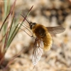 Bee fly - Systoechus ctenopterus | Fotografijos autorius : Vytautas Tamutis | © Macronature.eu | Macro photography web site