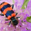 Bee-eating beetle - Trichodes apiarius | Fotografijos autorius : Giedrius Markevičius | © Macronature.eu | Macro photography web site