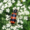 Bee-eating beetle - Trichodes apiarius | Fotografijos autorius : Vitalii Alekseev | © Macronature.eu | Macro photography web site